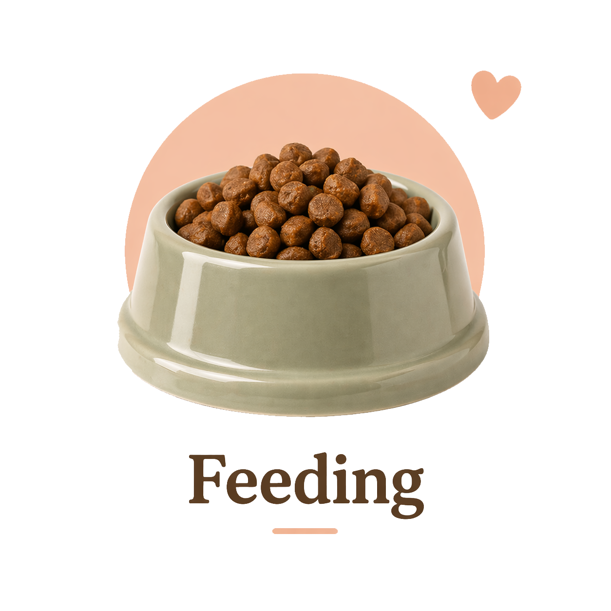 Pet Feeding